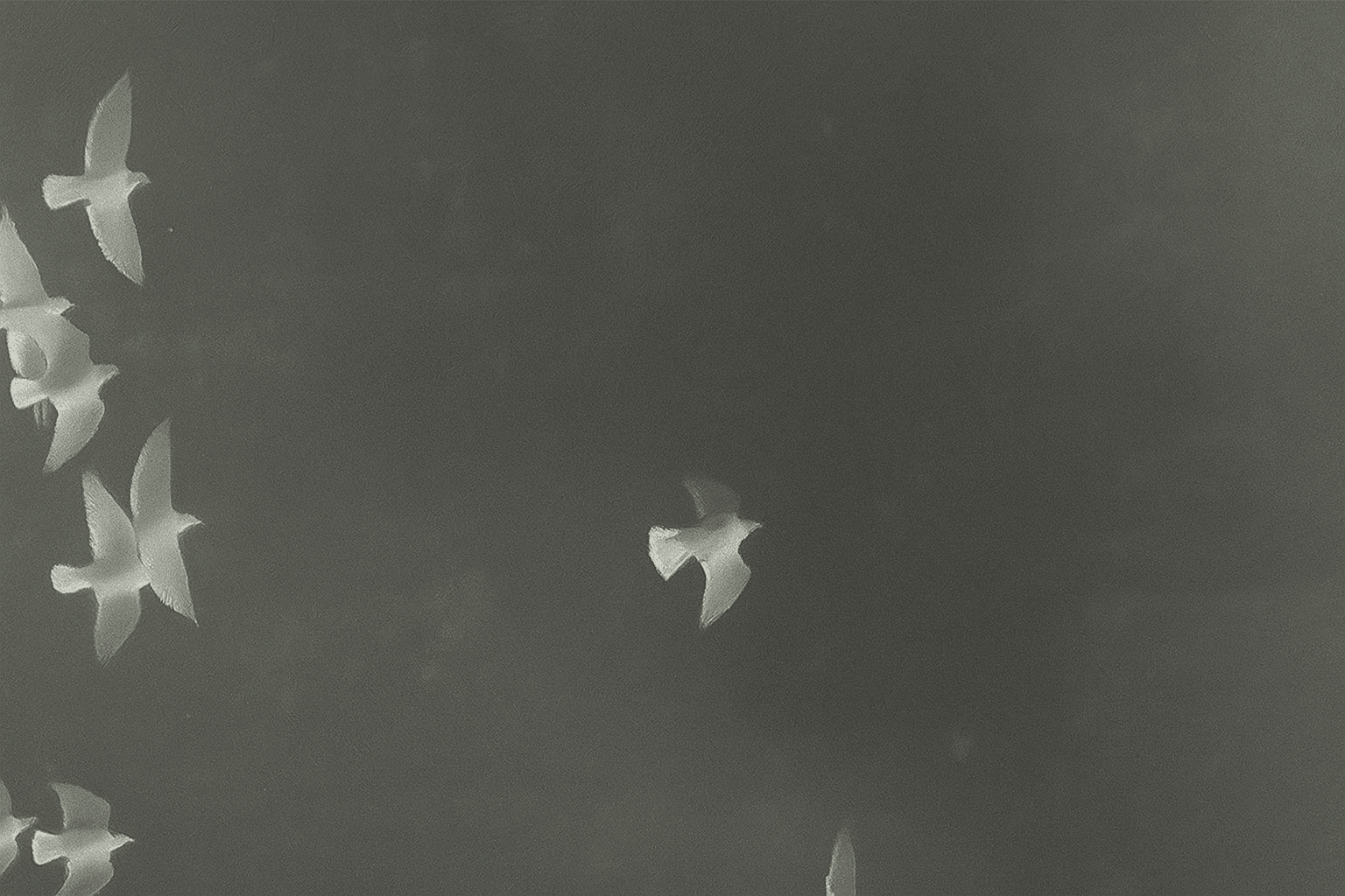 Flying Birds